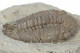 Bargain, Lochovella Trilobite - Black Cat Mountain, Oklahoma #362978-3